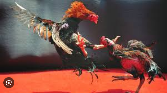 Online Sabong PH: Revolutionizing Cockfighting with Live Streaming and Easy Logins