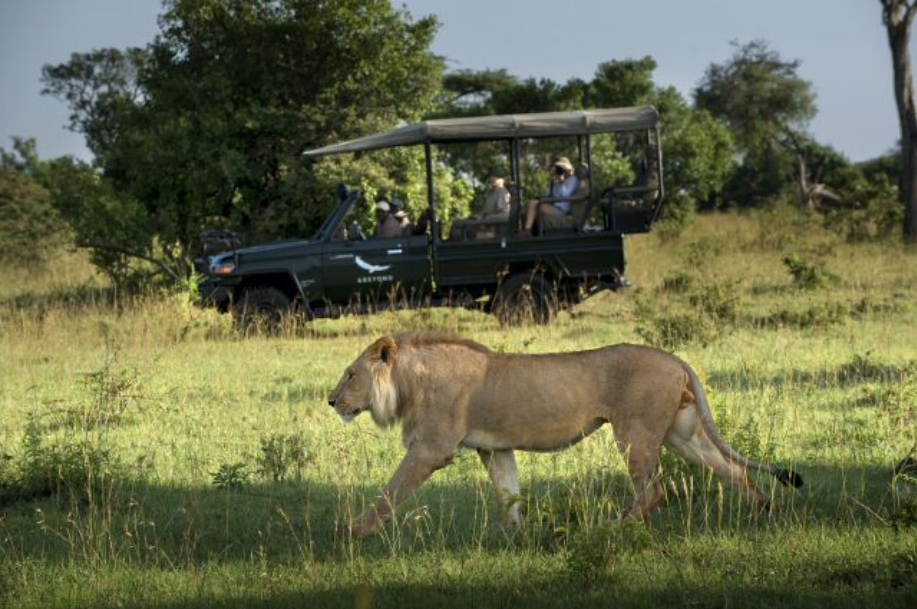 Kenya and Tanzania Safaris: Exploring Africa’s Iconic Wildlife from Nairobi